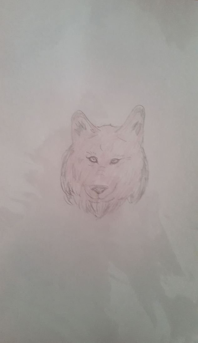 Cara lobo