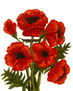 Red poppies on...