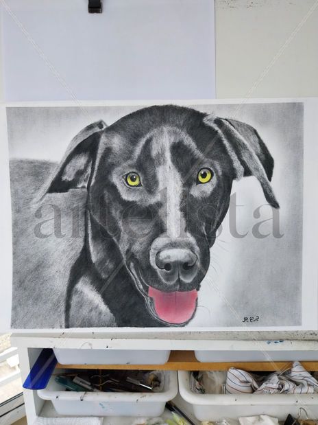 Mascota