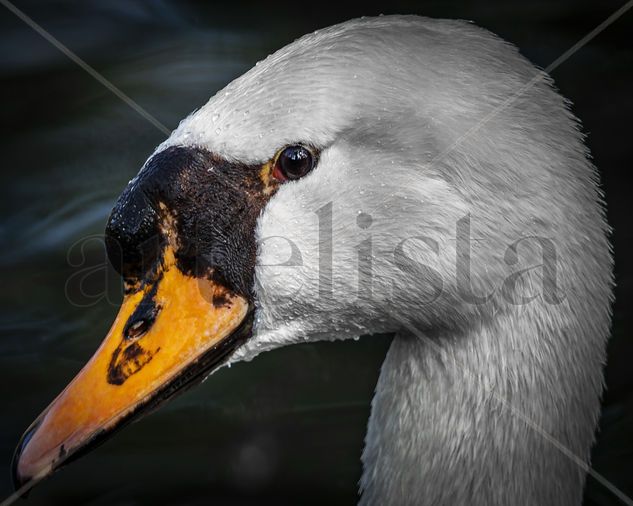 Cabeza de cisne Naturaleza Color (Digital)