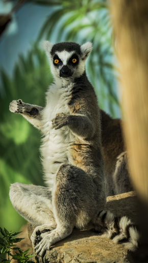 Lemur