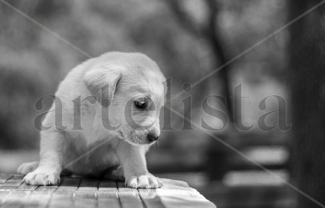 Cachorro de mastín Nature Black and White (Digital)