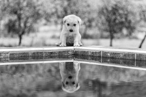 Cachorro de Mastín