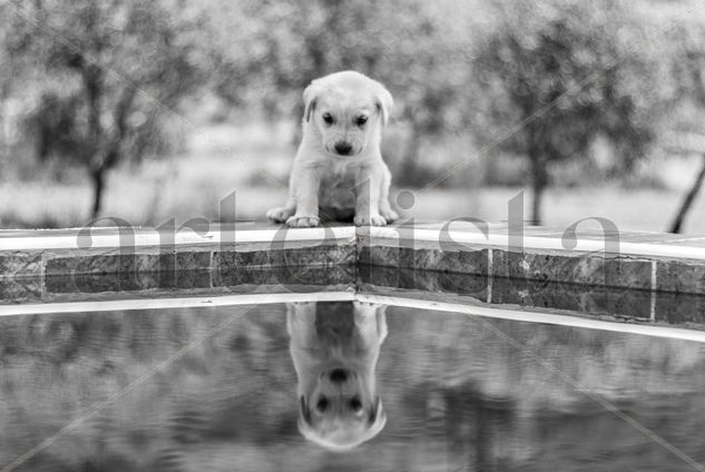 Cachorro de Mastín Naturaleza Blanco y Negro (Digital)