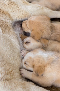 Cachorros de Mastín