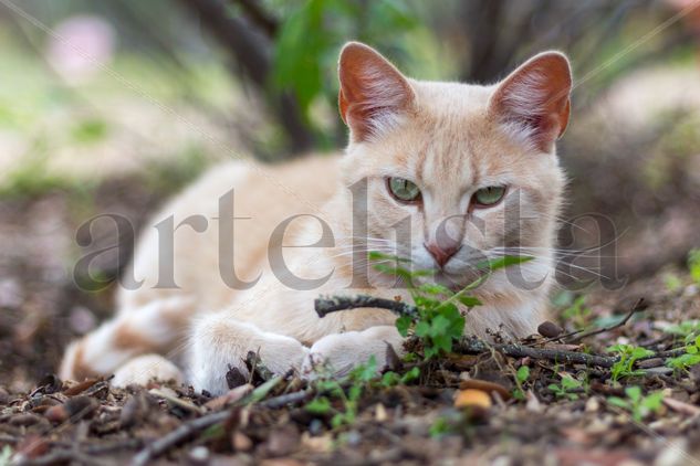 Gato Naturaleza Color (Digital)