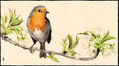 Petirrojo // European Robin