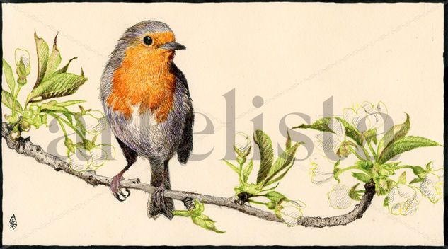 Petirrojo // European Robin Ink