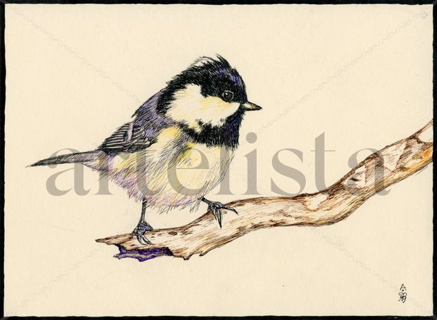 Carbonero garrapinos // Irish Coal Tit Ink