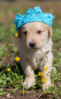 Cachorro de Mastín