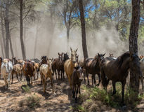 Entre Pinos y Polvo