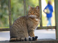 Mirada de gato