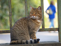 Mirada de gato