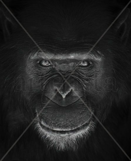 Mirada de un Primate-B/N Nature Black and White (Digital)