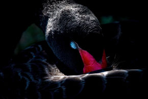 Cisne Negro