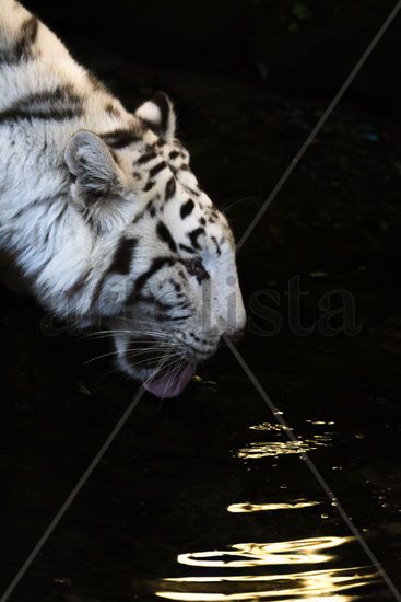 Tigre blanco Nature Color (Digital)