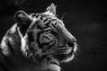 Tigre blanco y negro