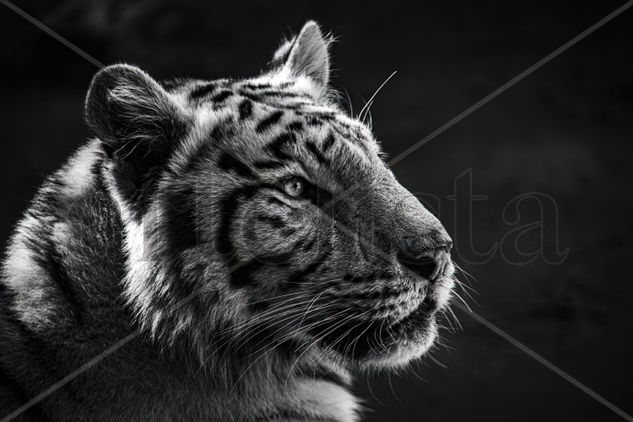 Tigre blanco y negro Nature Black and White (Digital)