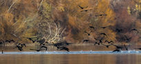 Bandada de Cormoranes