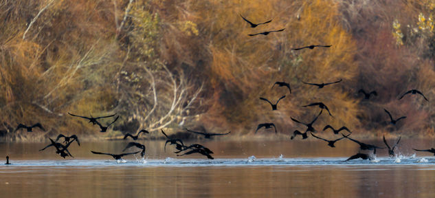 Bandada de Cormoranes Naturaleza Color (Digital)