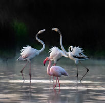 Grupo de Flamencos