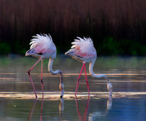 Dos Flamencos