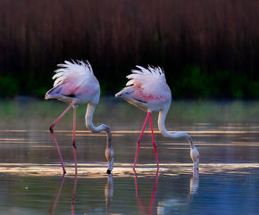 Dos Flamencos