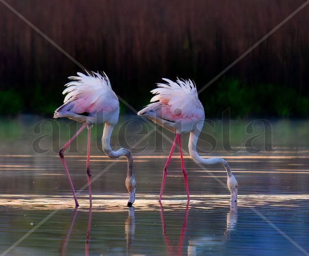 Dos Flamencos Naturaleza Color (Digital)