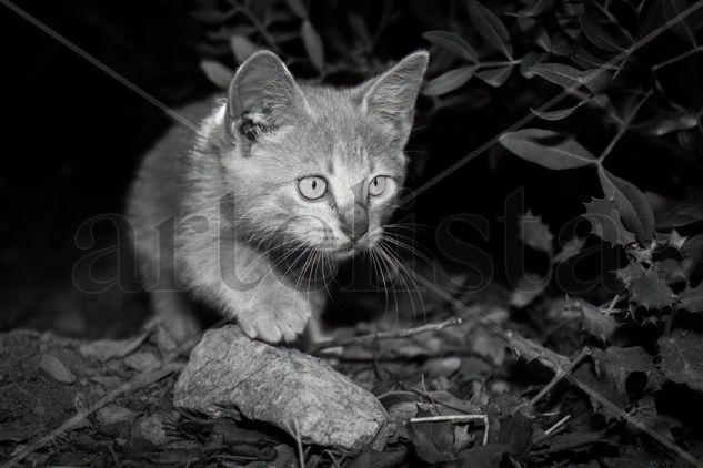 Gatito B/N Naturaleza Blanco y Negro (Digital)