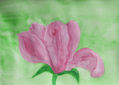 Pink magnolia on green