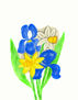 Blue irises with narcisus and daffodile