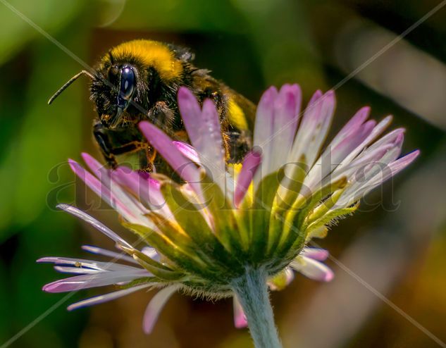 Abeja Nature Color (Digital)