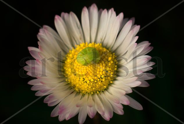 Gusano y la Flor Nature Color (Digital)