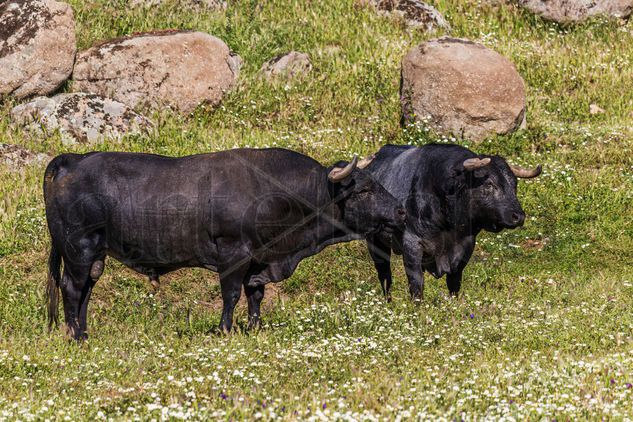 Toros Bravos Naturaleza Color (Digital)