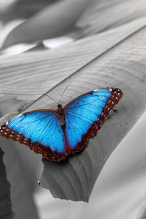 Mariposa-Morpho...