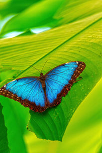 Mariposa-Morpho...