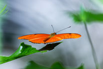 Mariposa-Dryas iulia