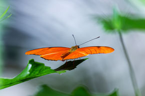 Mariposa-Dryas iulia