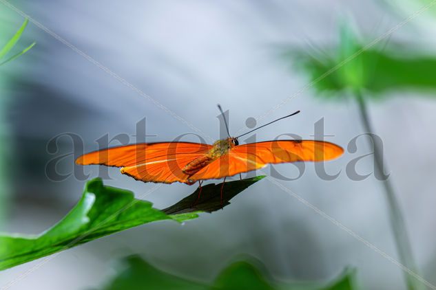 Mariposa-Dryas iulia Nature Color (Digital)