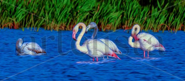 Flamencos-óleo Naturaleza Técnicas alternativas