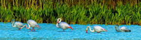 Flamencos-panorámica