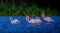 Flamencos en un Lago