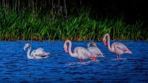 Flamencos en un Lago