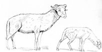 Cabras