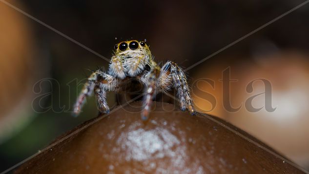 Araña Saltadora Naturaleza Color (Digital)