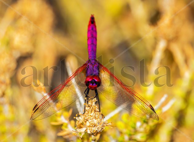 Libélula-Violeta Nature Color (Digital)