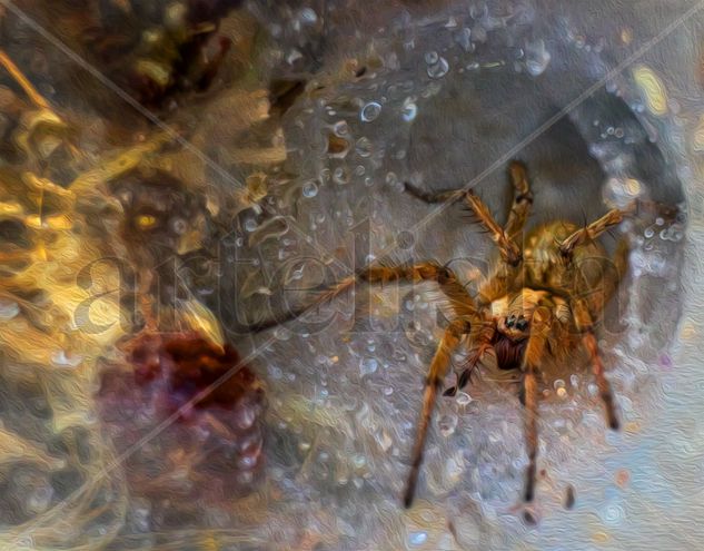 Araña-óleo Nature Alternative techniques