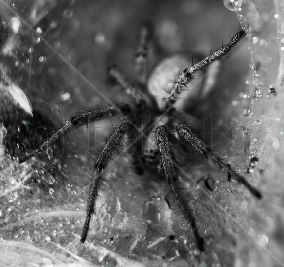 Araña-B/N Nature Black and White (Digital)