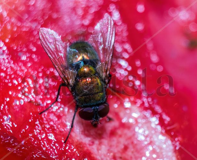 Mosca Naturaleza Color (Digital)