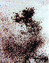 R064.BLANCO Y NEGRO,1981